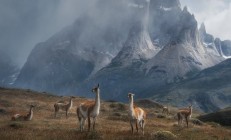 开云足球直播-恩佐关键战不手软，几内亚新星闪耀勒沃库森